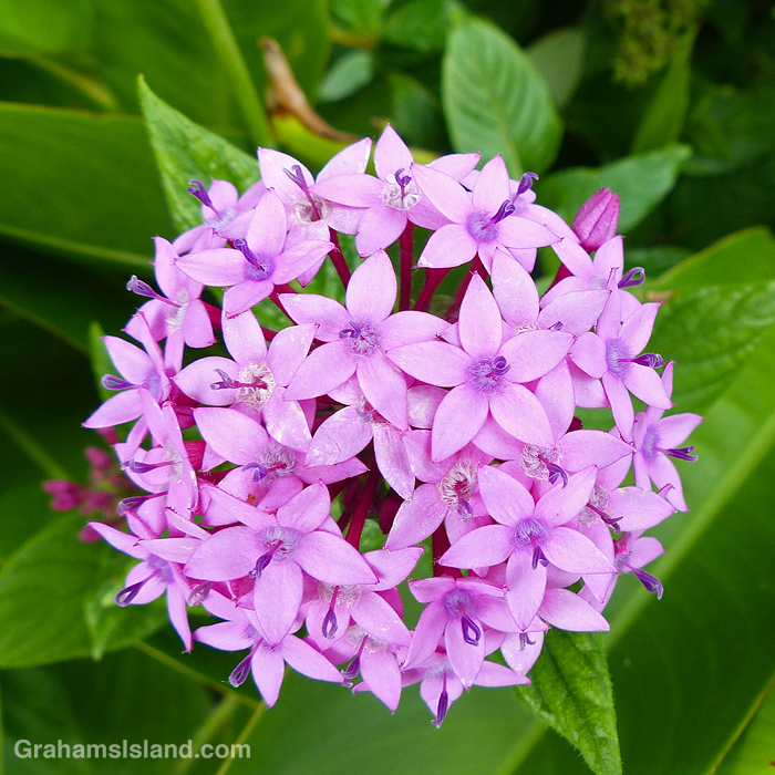 A ball of Pentas lanceolata flowers