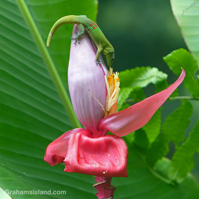 A gold dust day gecko on a pink banana flower