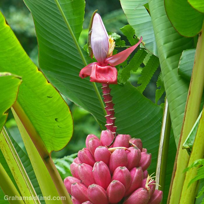 A gold dust day gecko on a pink banana flower