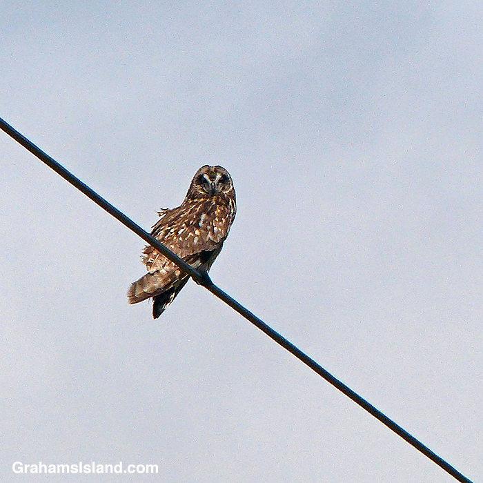 A pueo on a power line