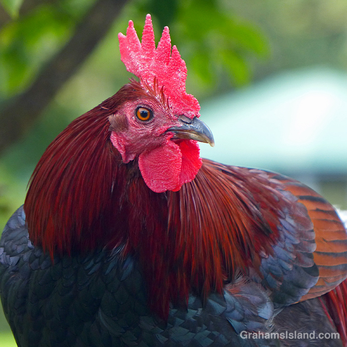 A Red junglefowl in Hawaii