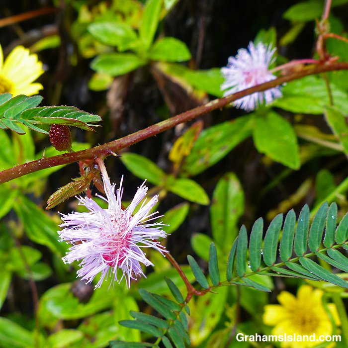 Sensitive plant flowers