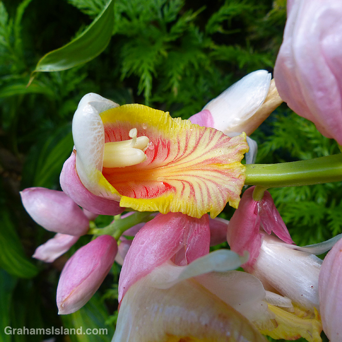 Shell ginger flowers