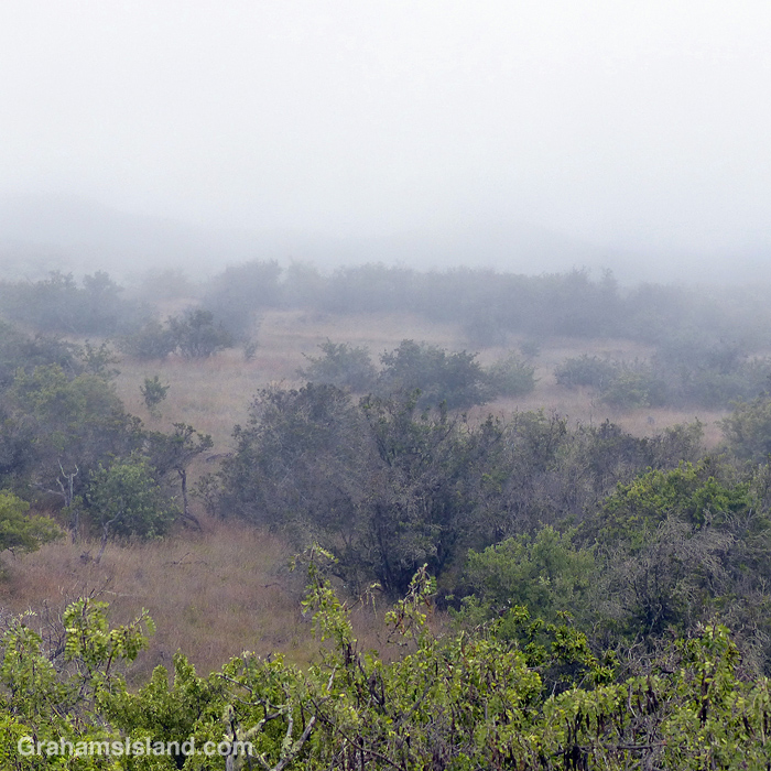 Trees and clouds on the slopes of Mauna Kea, Hawaii