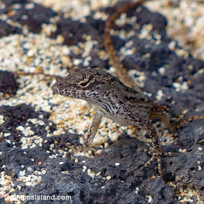 A brown anole keeps watch