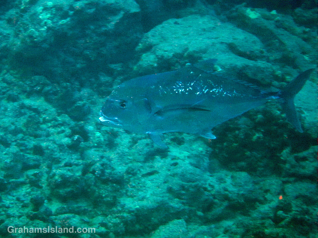A giant trevally in the waters off Hawaii