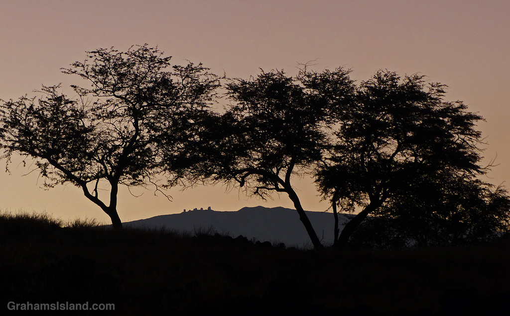 Kiawe trees and Muana Kea telescopes silhouetted against an early morning sky