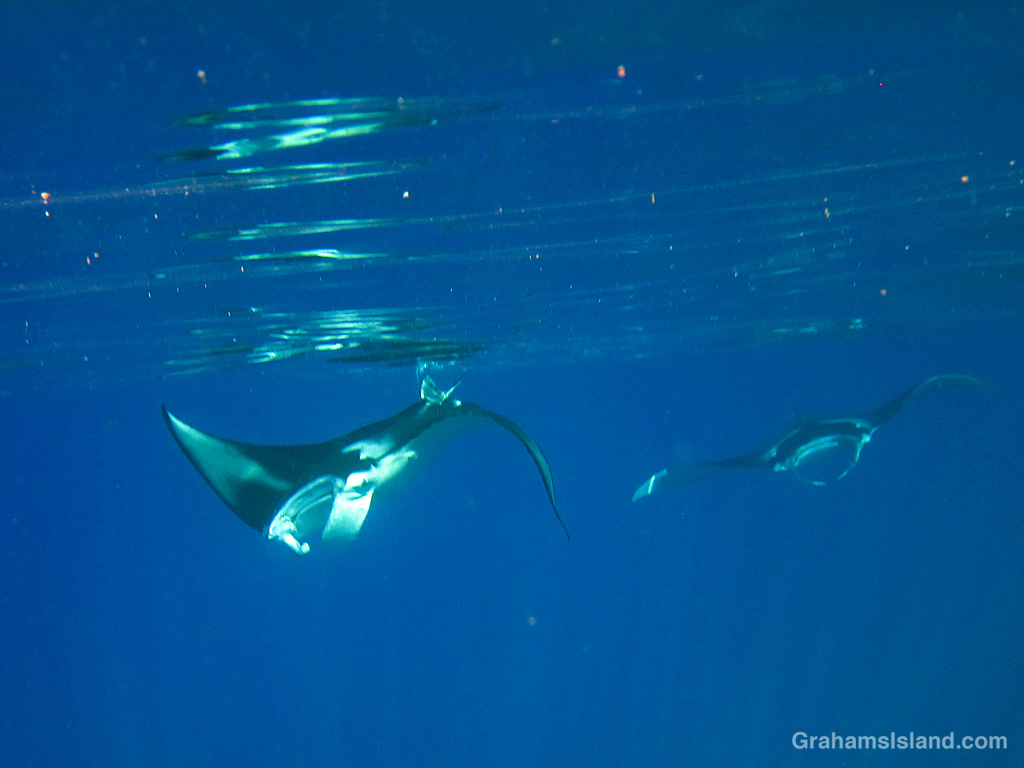 Two coastal manta rays in the waters off Hawaii