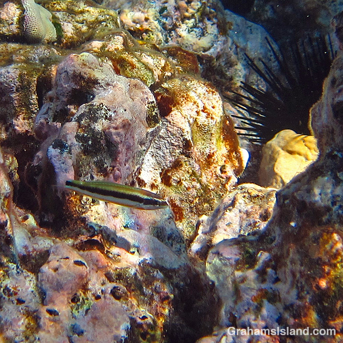 A juvenile saddle wrasse in Hawaii