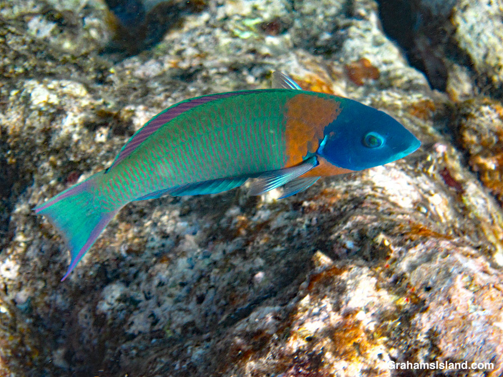 A supermale saddle wrasse in Hawaii