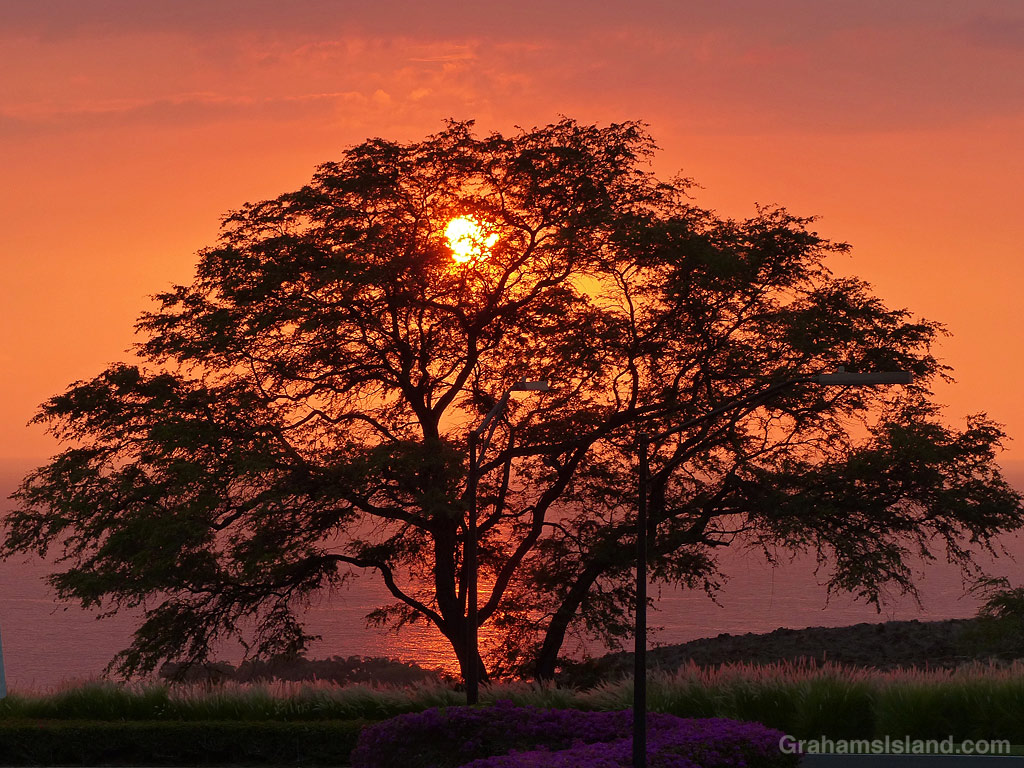 A tree is silhouetted by late afternoon sun