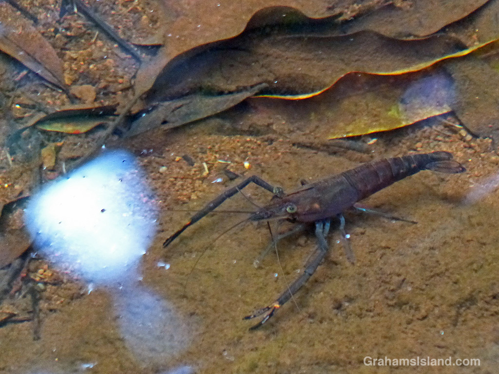 A Tahitian prawn in a stream in Hawaii