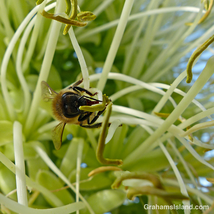 Bees on agave attenuata | Graham's Island