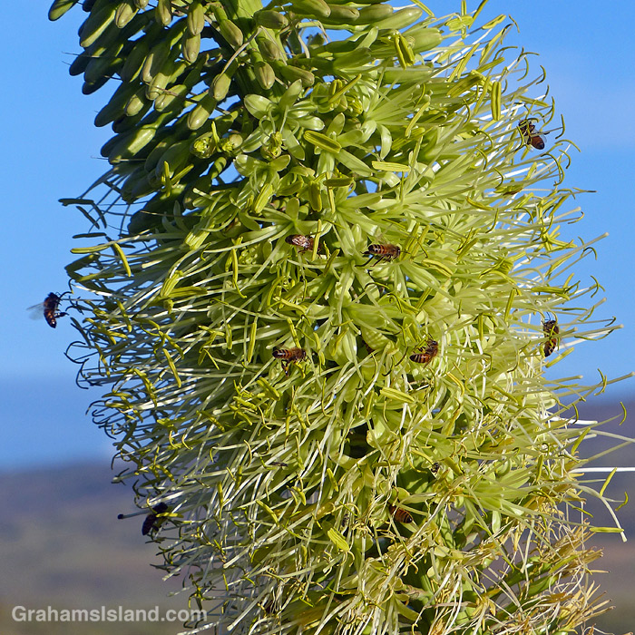Bees swarm around agave attenuata flowers in Hawaii