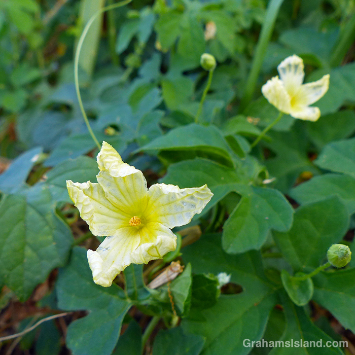 The flowers of a bitter melon