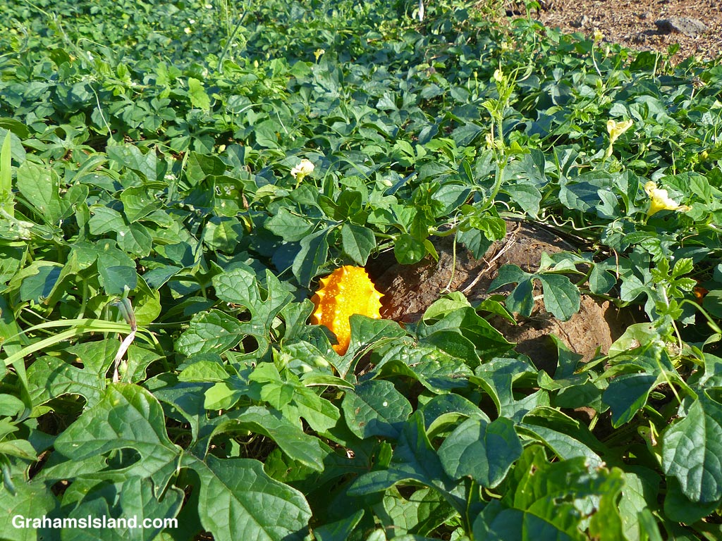 A bitter melon plant in Hawaii
