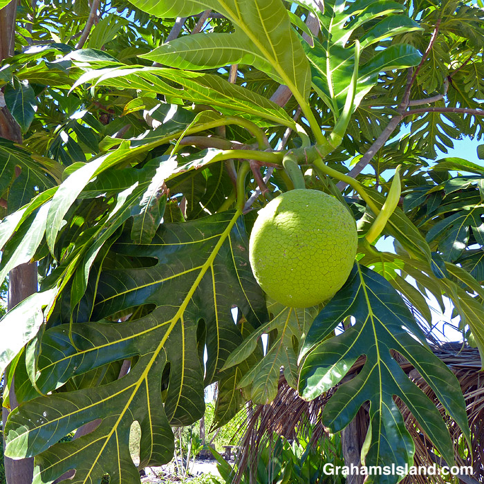 A breadfruit plant and fruit