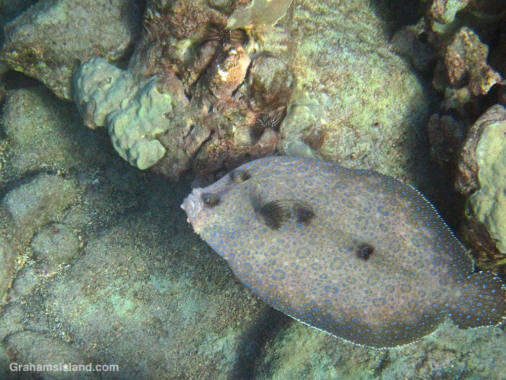 A flowery flounder swims over rocks