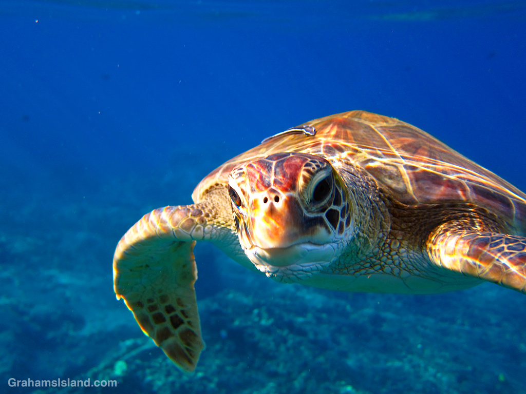 A Green turtle, with a slender remora on its shell, checks out the photographer