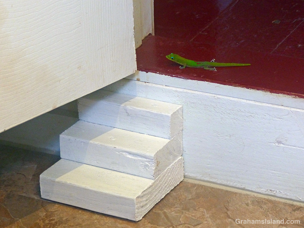 A gold dust day gecko in a house
