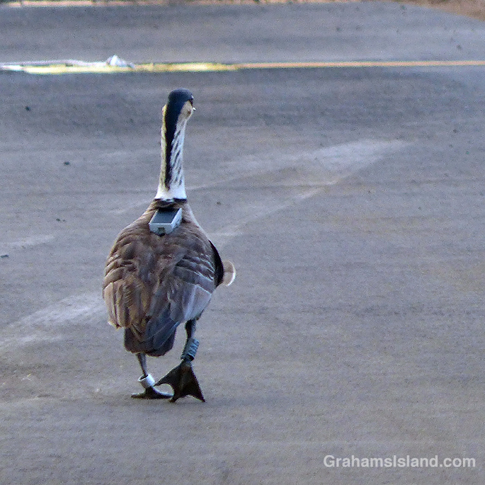 A nene with a tracking device on its back