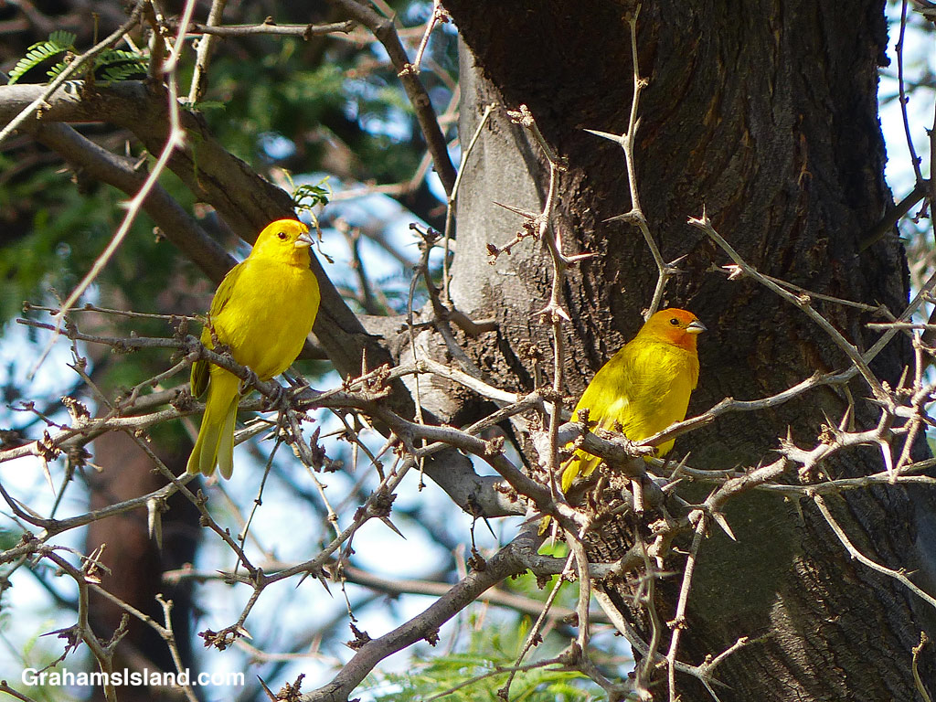 Two Saffron finches perched in a kiawe tree in Hawaii
