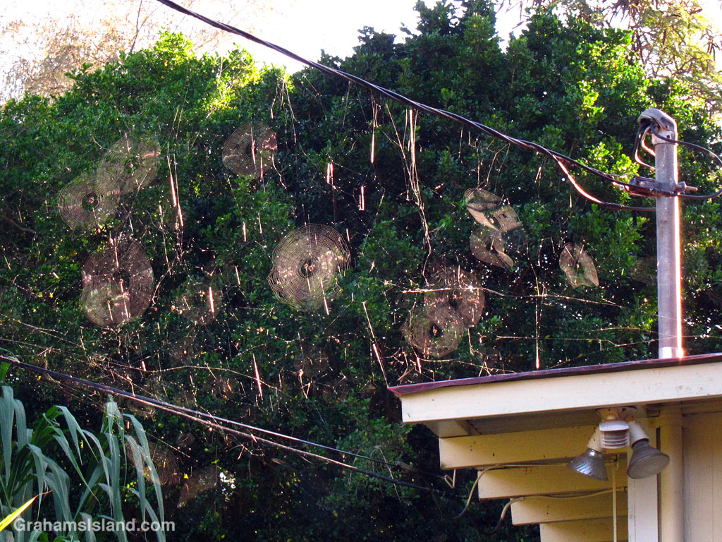 Spider webs on utility lines