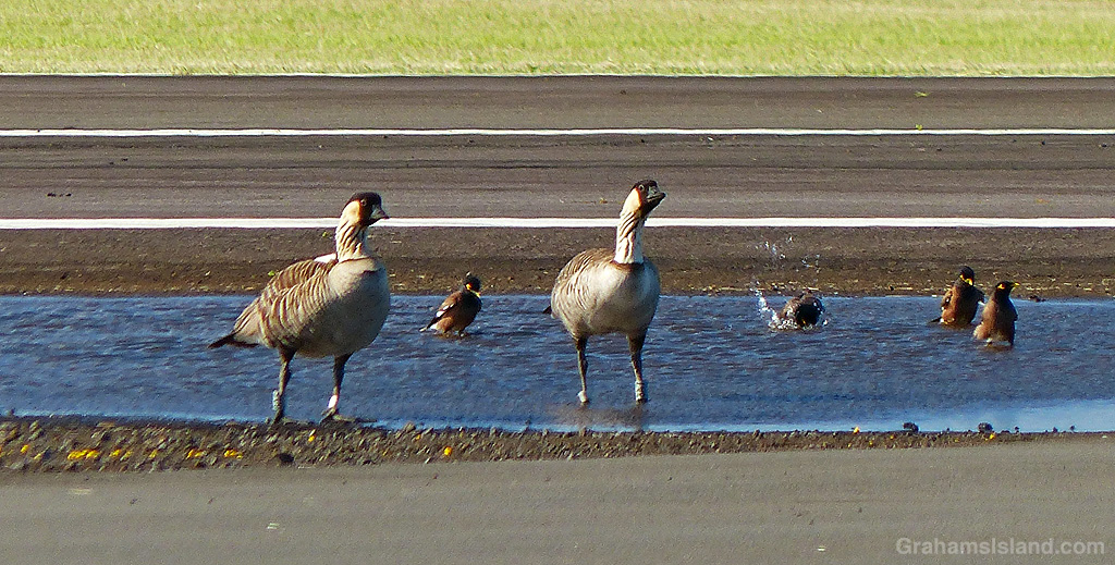 Two nenes stand in a puddle with some myna birds