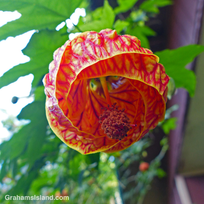 An Abutilon Red Tiger flower in Hawaii
