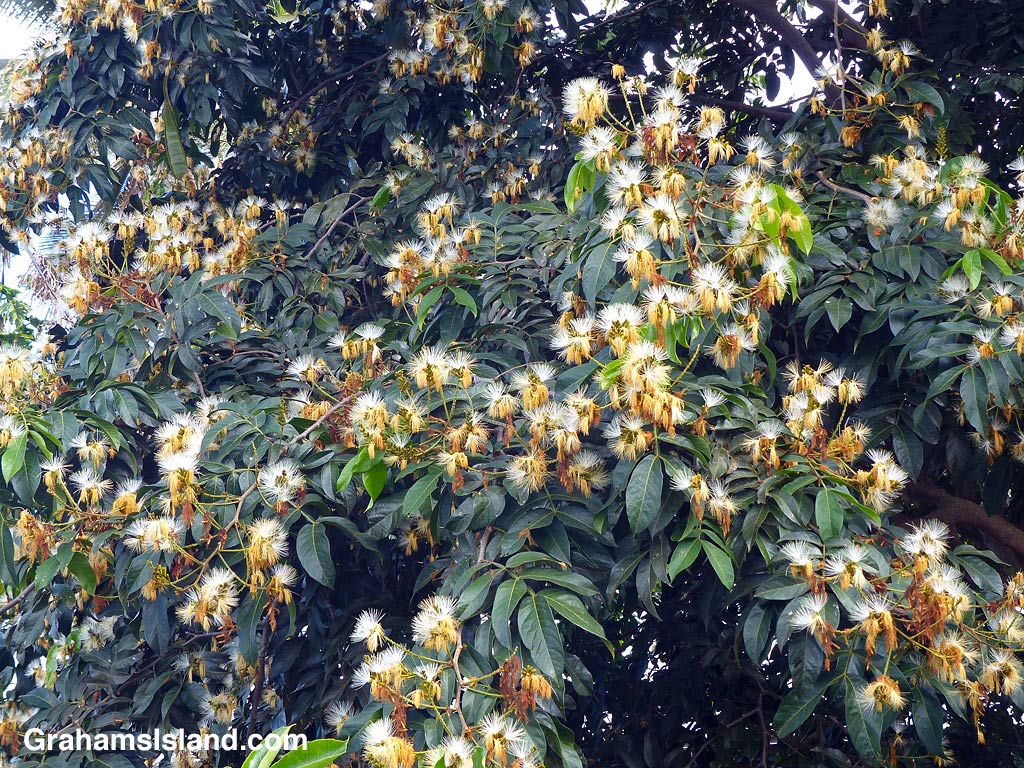 An Ice Cream Bean Tree flowers in Hawaii