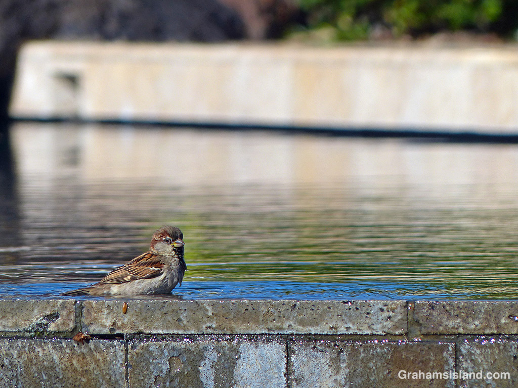 A house sparrow bathes on the edge of an infinity pool in Hawaii