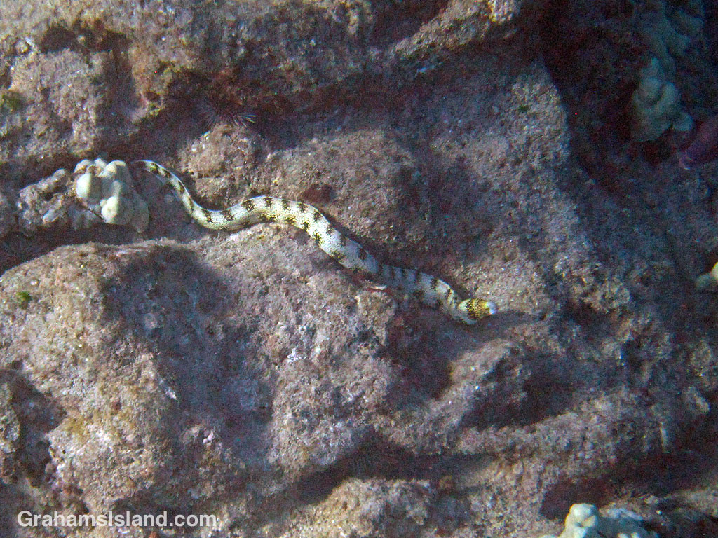 A Snowflake moray eel slides across the rocks off Hawaii