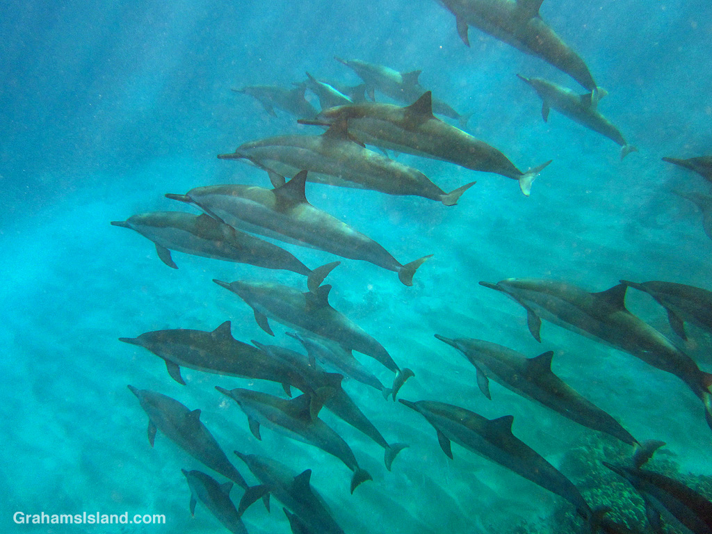 Spinner dolphins in the waters off Hawaii