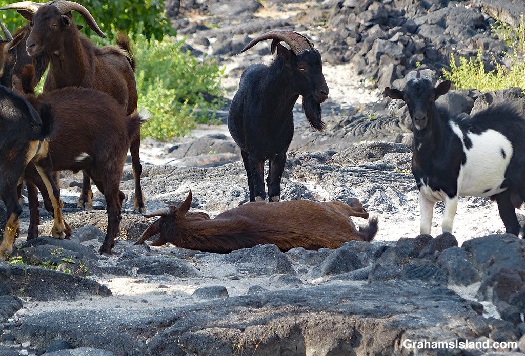 Wild goats rest on a trail in Hawaii