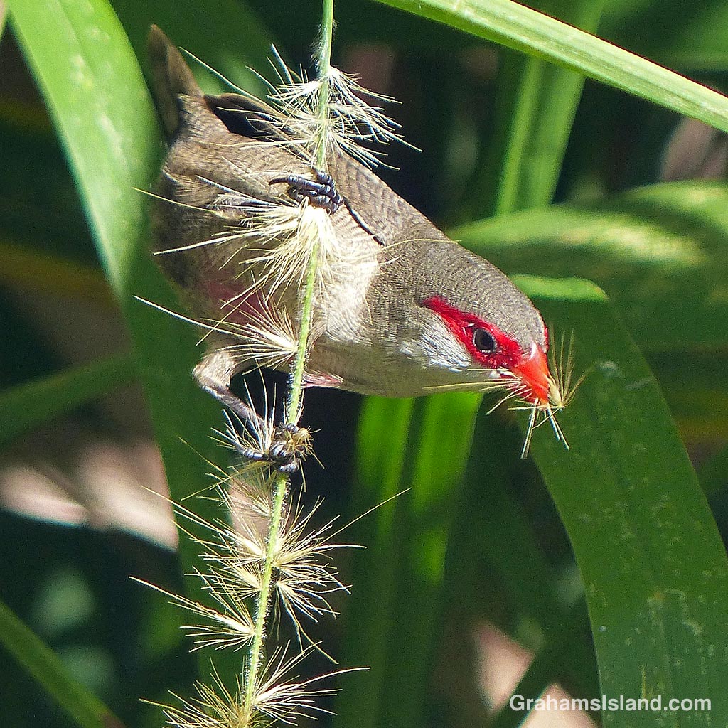 A Common Waxbill feeds on cane grass seeds