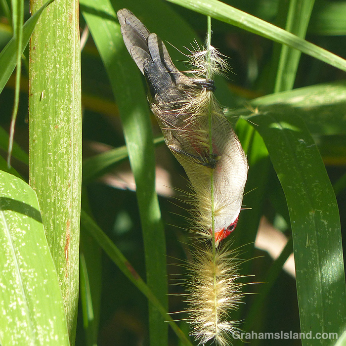A Common Waxbill feeds on cane grass seeds
