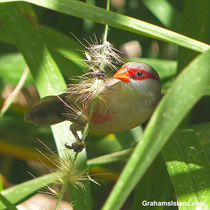 A Common Waxbill feeds on cane grass seeds