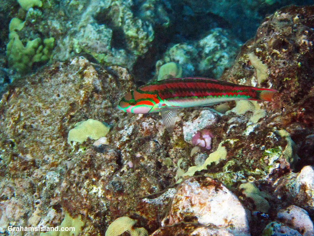 A Fivestripe Wrasse in the waters off Hawaii