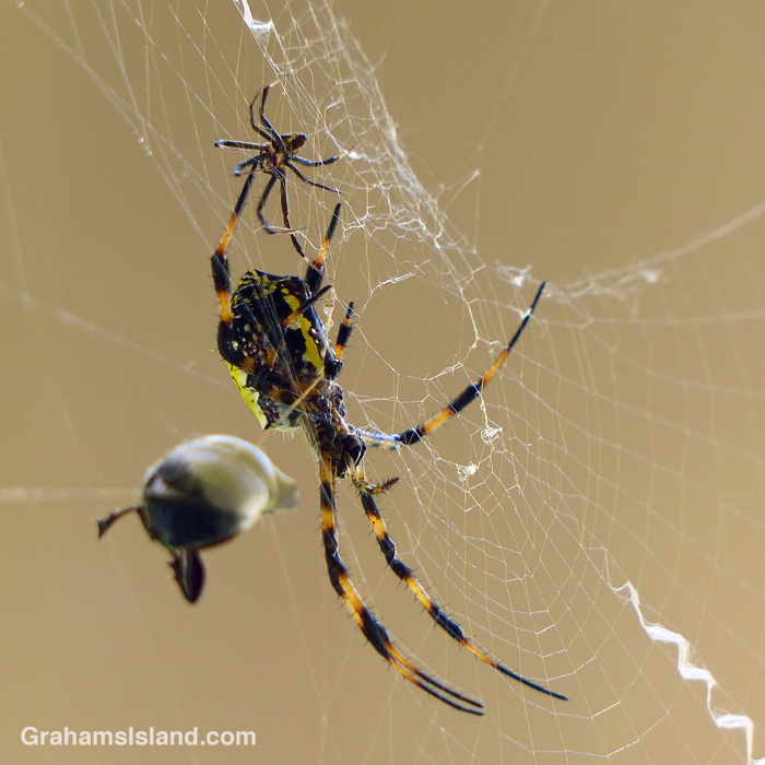 A male and female Hawaiian Garden Spider and a beetle snared in the web