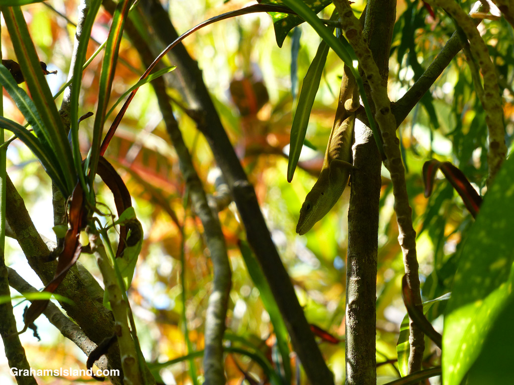 A Green Anole in foliage in Hawaii
