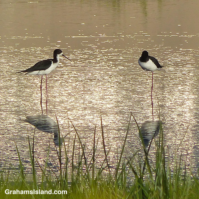 Hawaiian Stilts in a pond at Kaloko-Honokahau Park