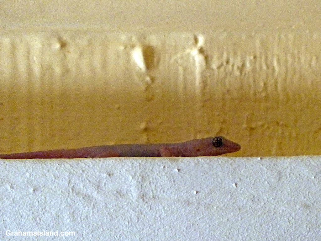 A house gecko in Hawaii