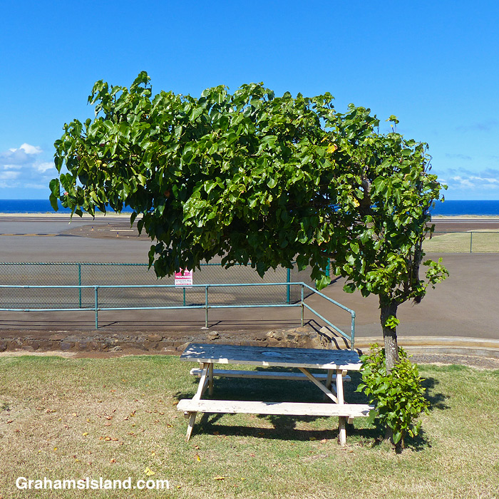 A milo tree shaped by the wind at Upolu Airport Hawaii