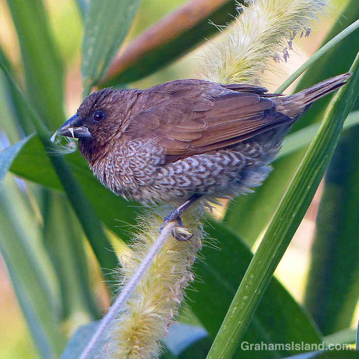 A Nutmeg Mannikin feeds on cane grass seeds