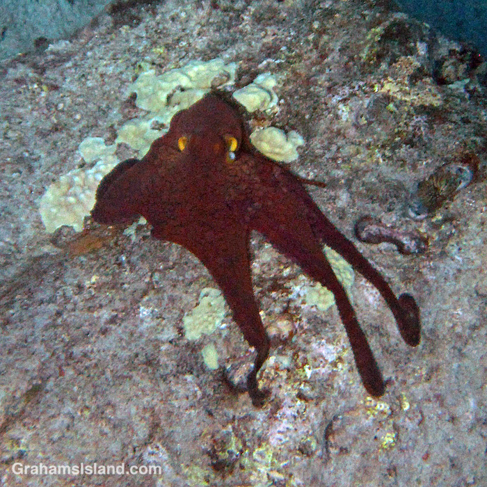 A Pacific Day Octopus extends its tentacles