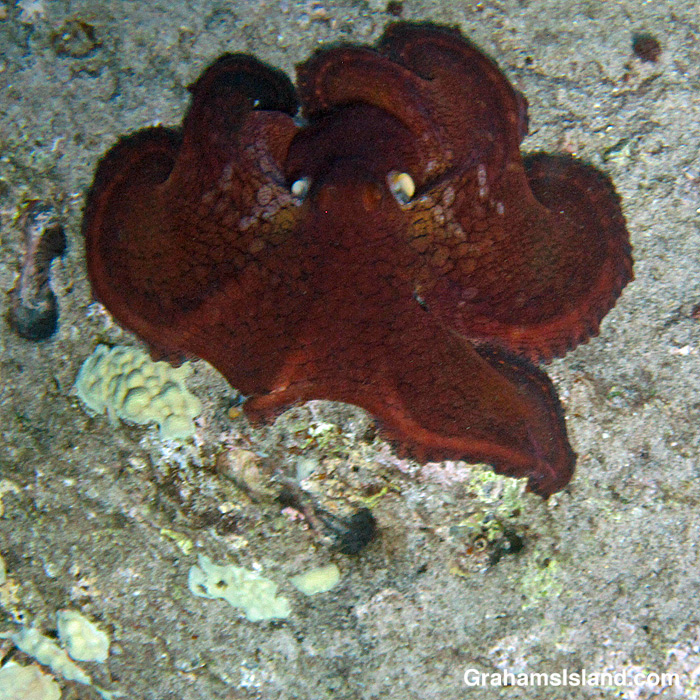 A Pacific Day Octopus in Hawaii