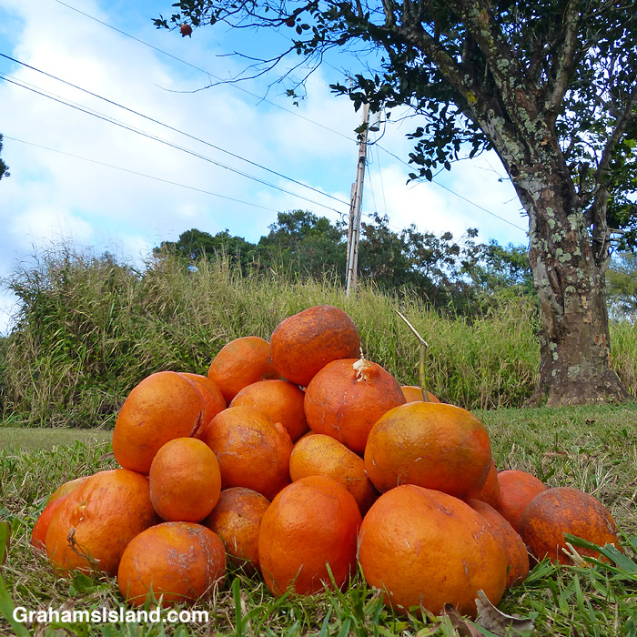 Tangerines from a tree in Hawaii