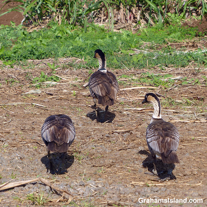 Three nenes in Hawaii