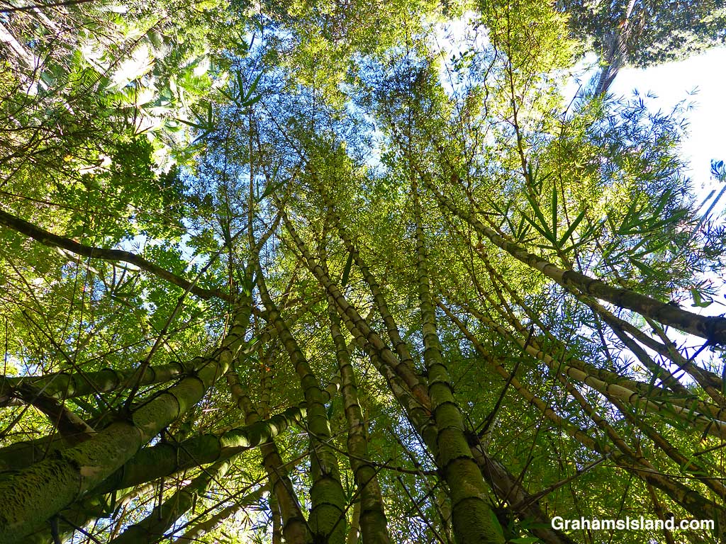 Bamboo arches into the sky