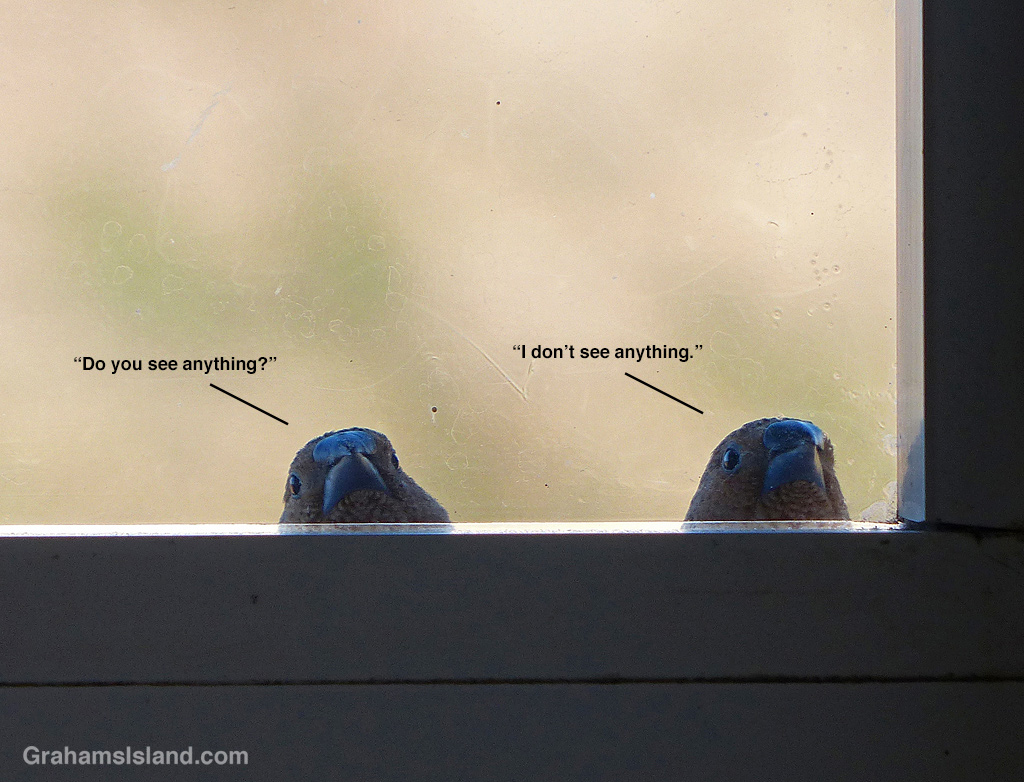 African Silverbills at a window
